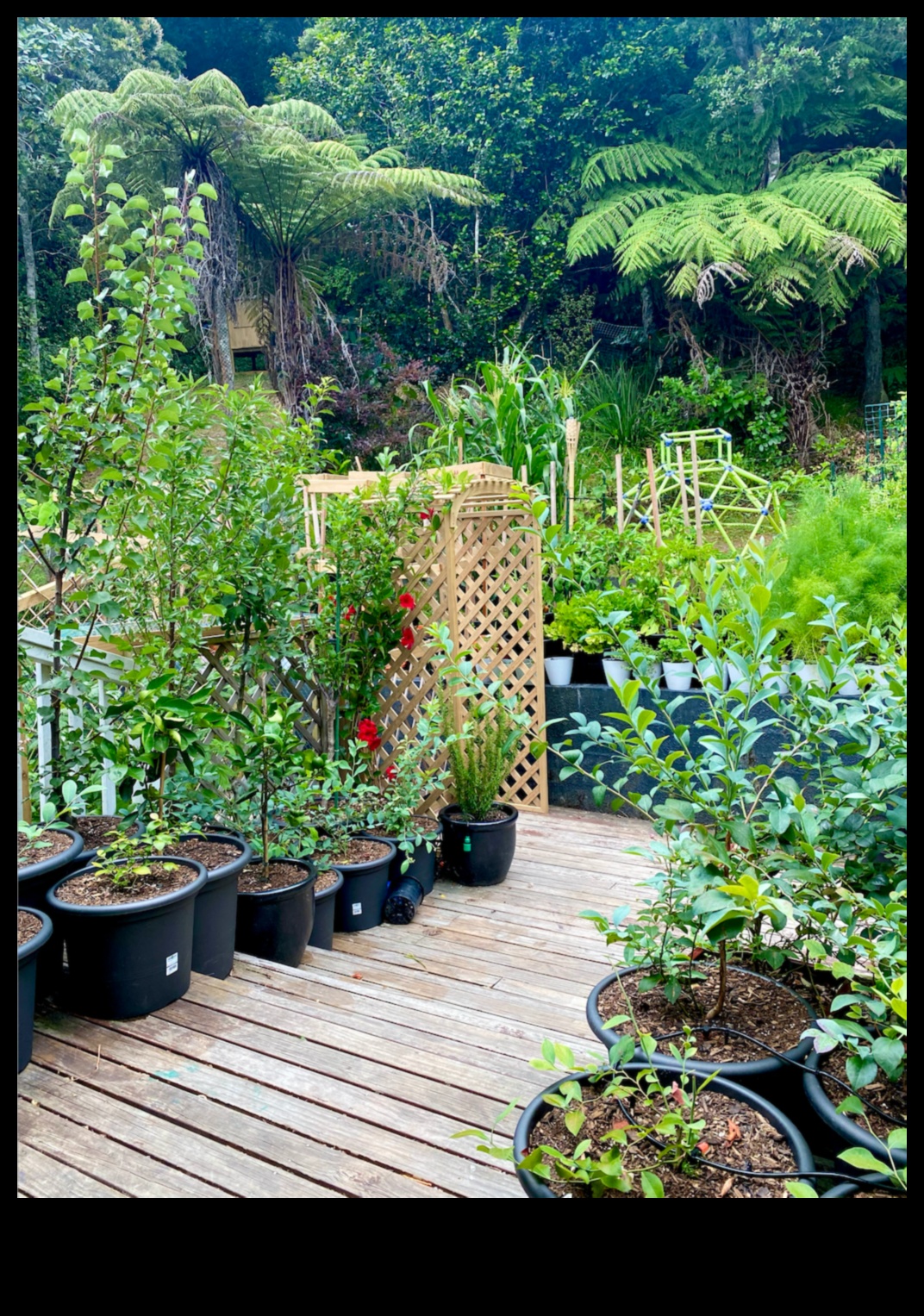 Uzplaukums šaurās vietās: konteineru dārzkopības prieki