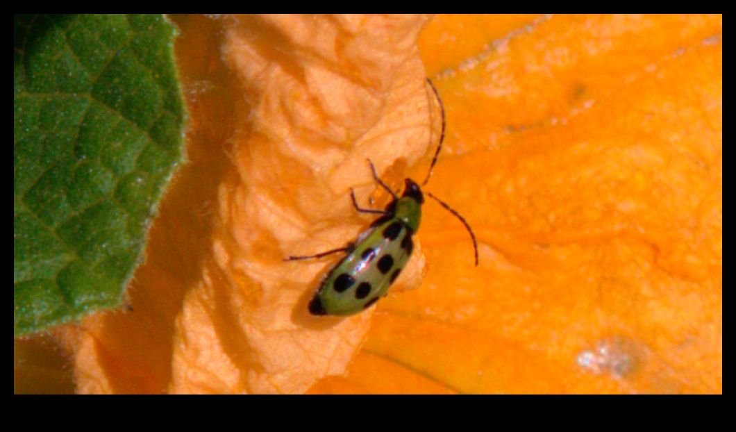 Cīņas ziedēšanas laikā: cīņa pret traucējošiem dārza kaitēkļiem