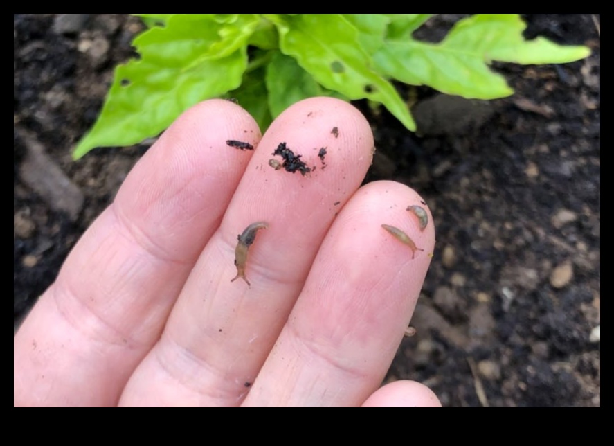 Cīņas ziedēšanas laikā: cīņa pret traucējošiem dārza kaitēkļiem