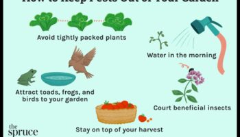 Aizstāviet sapni: dārza kaitēkļu apkarošanas stratēģijas