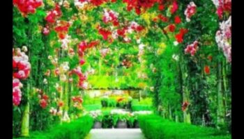 Elpu aizraujoši foni: dārza dizaina krāšņums