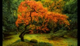 Kļavu simfonija: Japāņu dārzi rudens krāšņumā