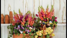 Ziedu simfonija: krāsu saskaņošana konteineru dārzos