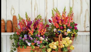 Ziedu simfonija: krāsu saskaņošana konteineru dārzos